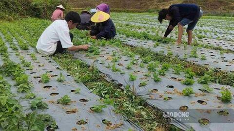 Y học cổ truyền Việt Nam còn nhiều dư địa phát triển
