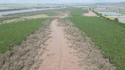 Nguyên nhân nhiều ha rừng ngập mặn ở Hà Tĩnh bị chết khô