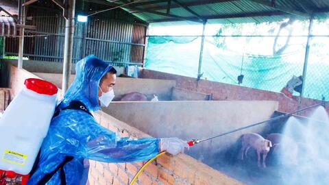 Tiêu hủy đàn lợn 40 con trong ổ dịch tả lợn châu Phi ở Lâm Đồng