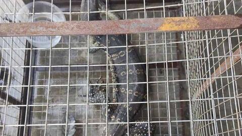 Bàn giao cá thể kỳ đà hoa nặng 6kg để thả về tự nhiên