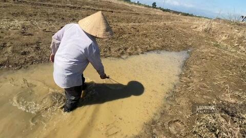 Cá chết hàng loạt sau khi đập dâng sông Trà Khúc xả nước
