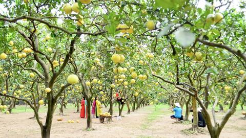 Vườn bưởi Diễn trĩu quả hút hồn du khách Thủ đô