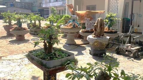 Nguyên nhân xử phạt, tịch thu 42 gốc mai vàng tại đặc khu Côn Đảo