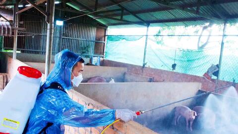 Tiêu hủy đàn lợn 40 con trong ổ dịch tả lợn châu Phi ở Lâm Đồng
