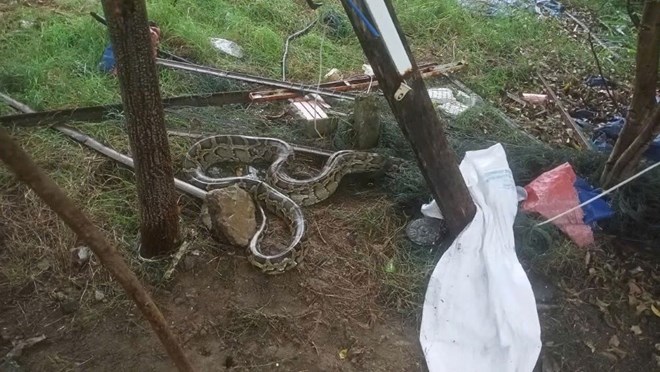 Trăn đất dài 3m lạc vào khu dân cư ở Đà Nẵng