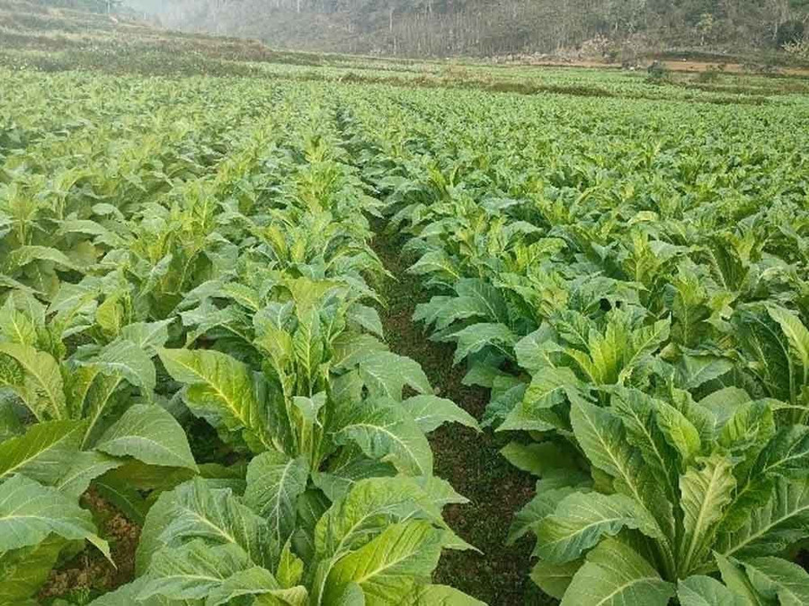 Nhờ trồng cây thuốc lá, nhiều hộ nghèo của tỉnh Cao Bằng đã thoát nghèo, nâng cao đời sống. thuocla-caobang.jpg