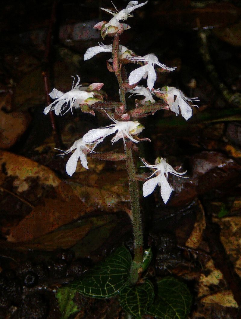 Loài có giá trị cao về y học trong đông y