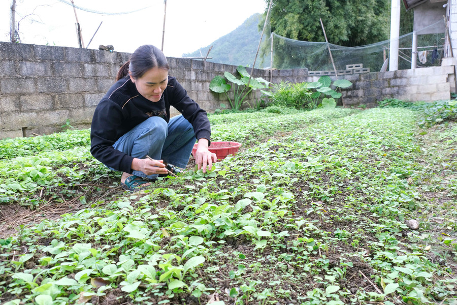 Thời điểm này, các hộ trồng cây thuốc lá đang tỉa con giống, vào bầu. thuoc-la-dinh-phong-2.jpg