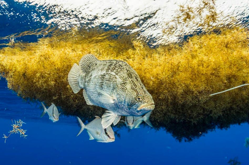 Rong mơ Sargassum và các loài cá ở Biển Sargassum. Ảnh: Tổ chức Hòa bình Xanh