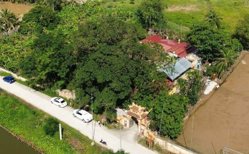 Cây muỗm ôm trọn khuôn viên di tích miếu Lác. Ảnh: Việt Cường