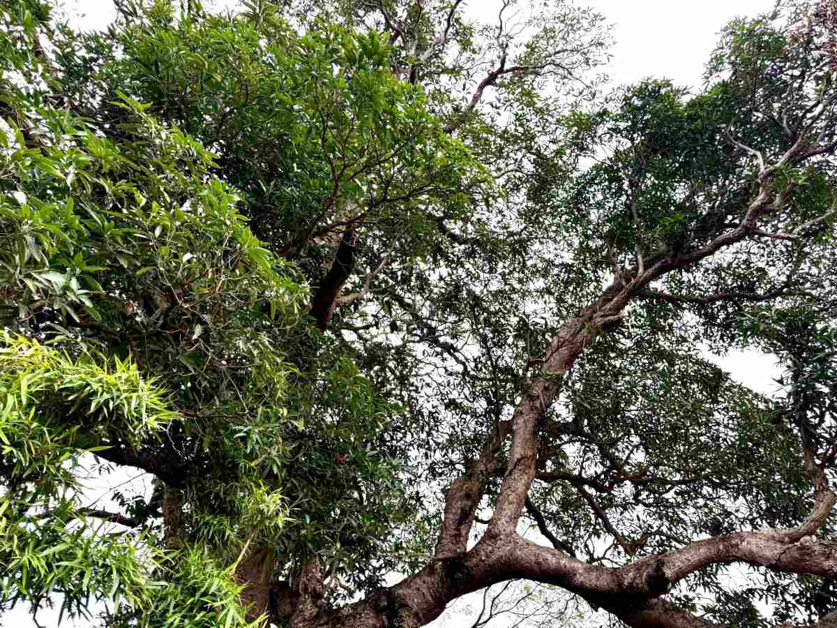 Cây muỗm xanh tốt, ra hoa, kết trái quanh năm. Ảnh: Việt Cường