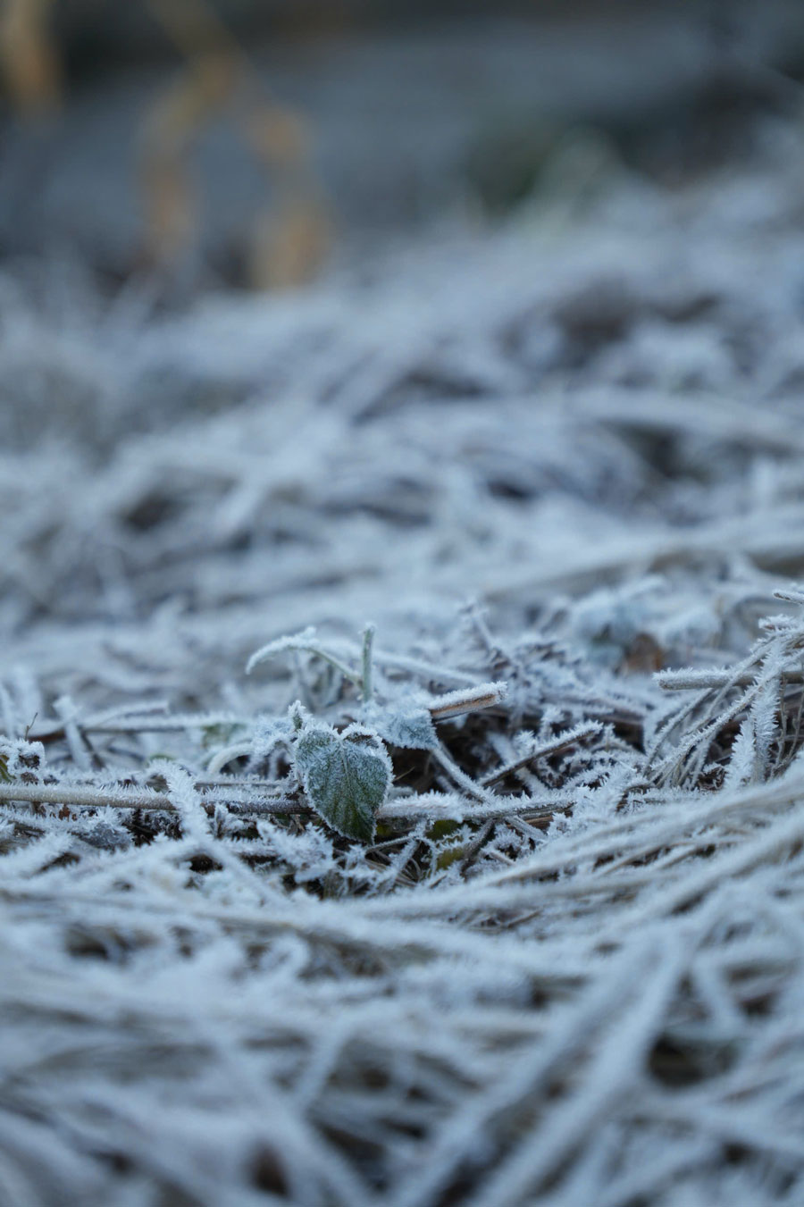 Những tán lá, cây cỏ và các phiến đá lớn đều được bao phủ bởi lớp băng, tạo nên khung cảnh đặc trưng của vùng cao vào mùa rét.