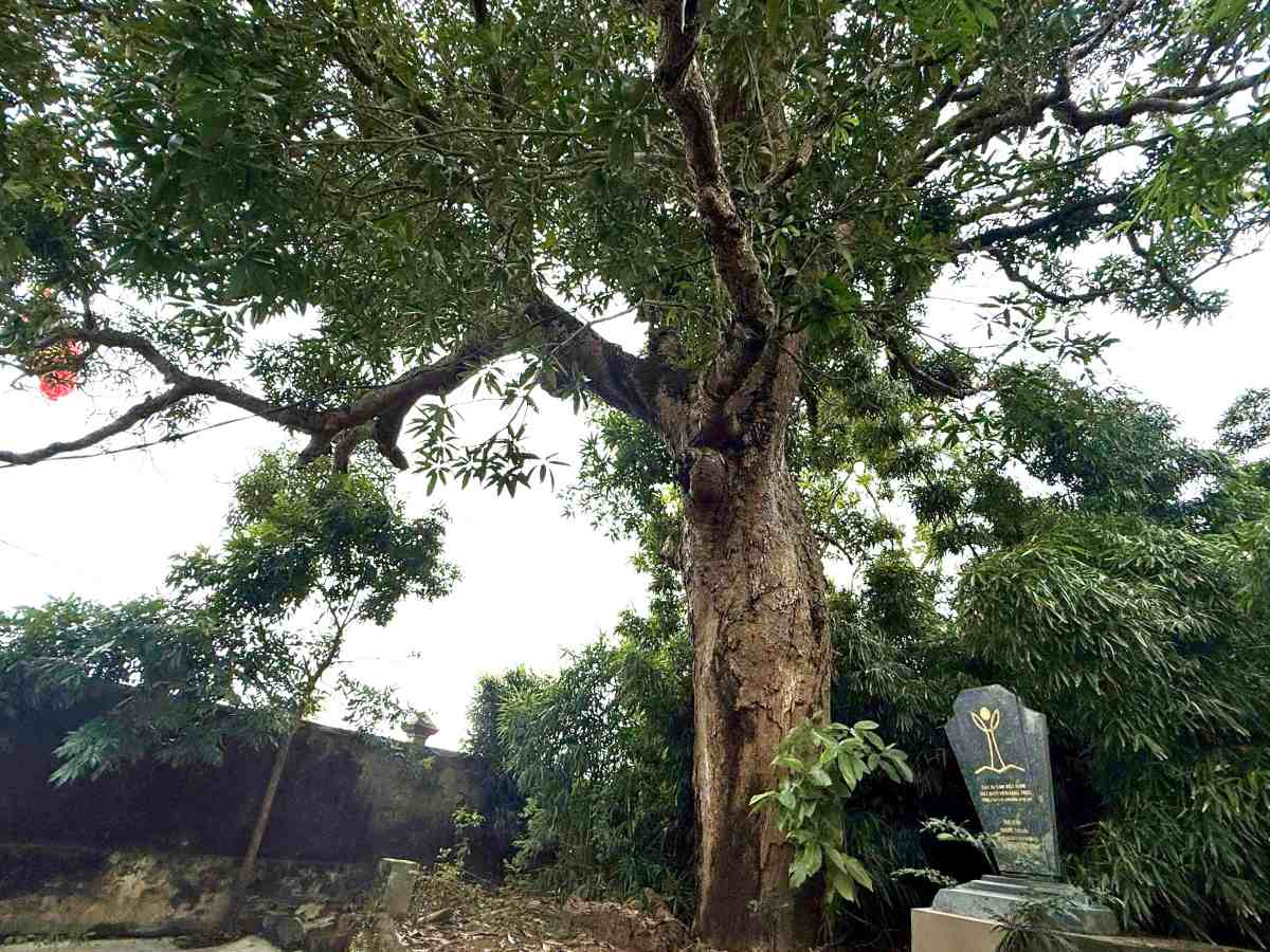 Cây muỗm từ lâu trở thành “báu vật“, niềm tự hào của người dân Vĩnh Thuận. Ảnh: Việt Cường