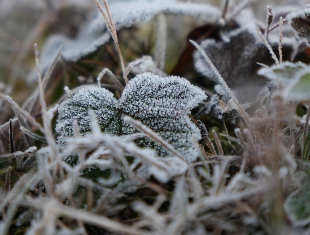 Băng đọng trên cây tạo nên những hình thù đặc biệt