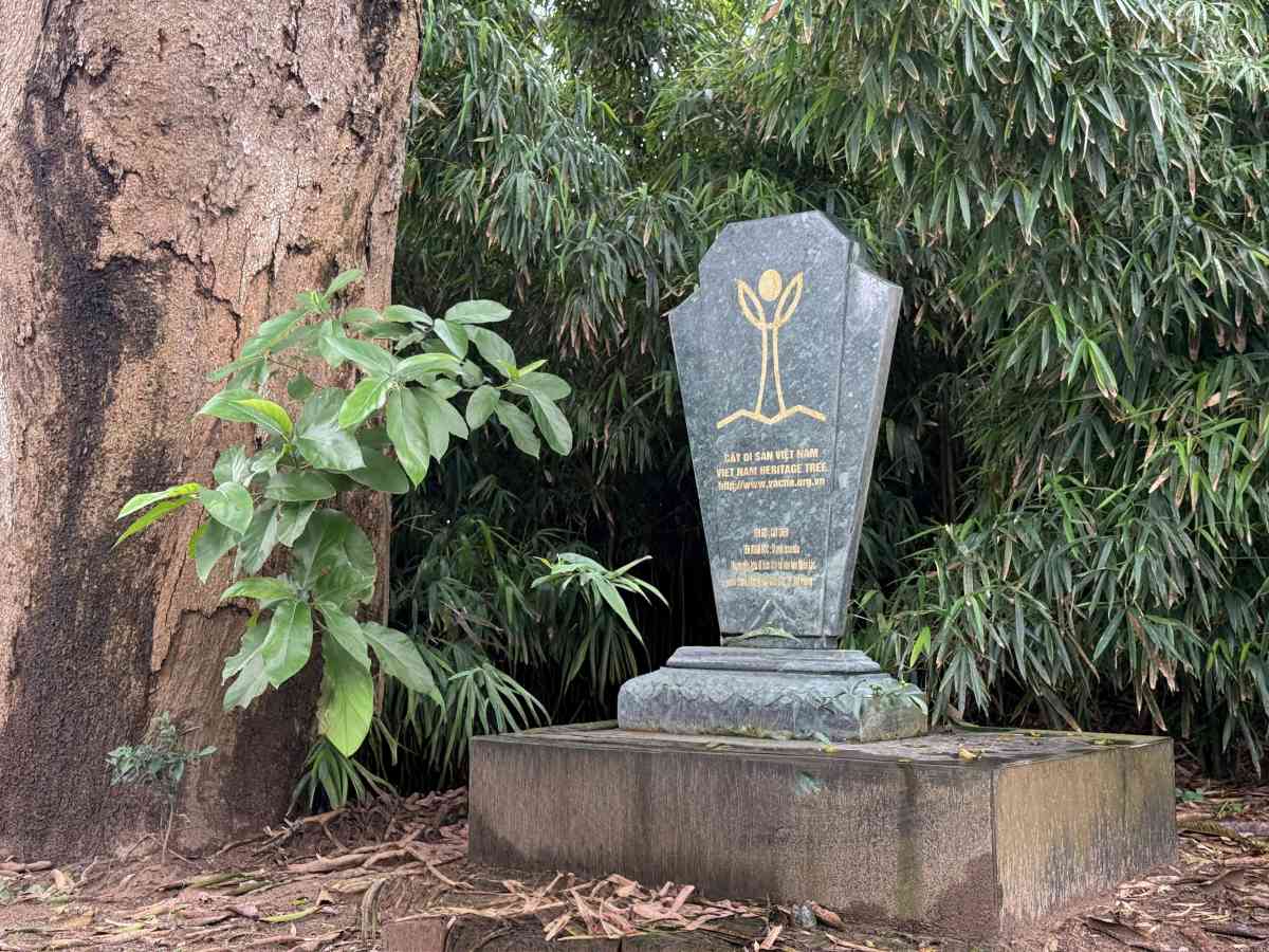 Cây muỗm được công nhận Cây di sản năm 2016. Ảnh: Việt Cường