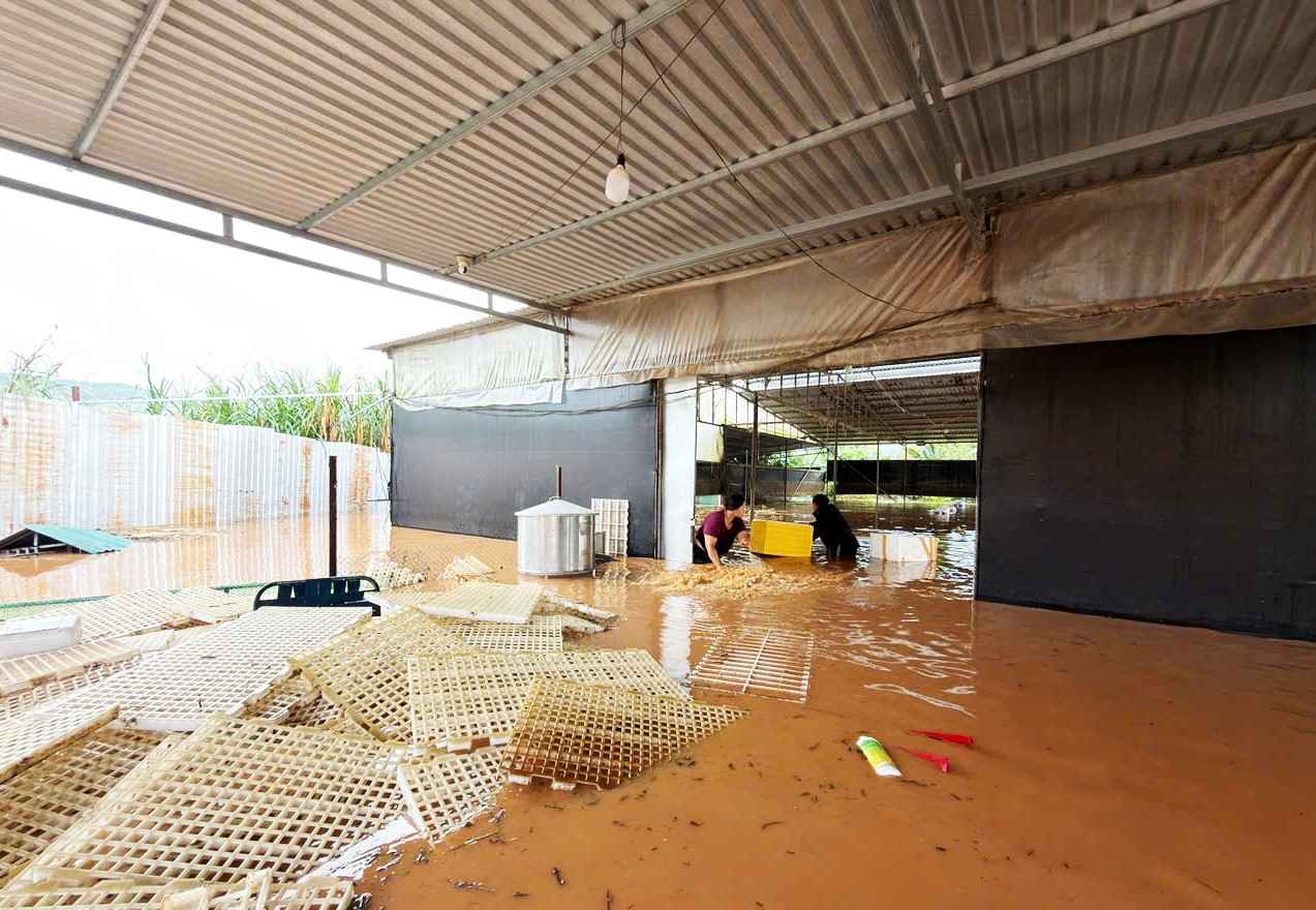 Trang trại chăn nuôi gia cầm của một hộ dân tại xã Nam Ban Lâm Hà bị ngập sâu gây thiệt hại nặng. Ảnh: Phúc Khánh