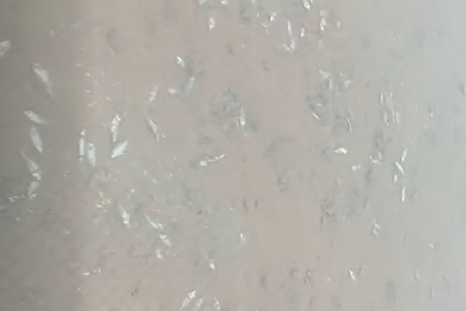 Cá tự nhiên chết bất thường ở Đầm Hà, Quảng Ninh, người nuôi cá lồng bè lo lắng