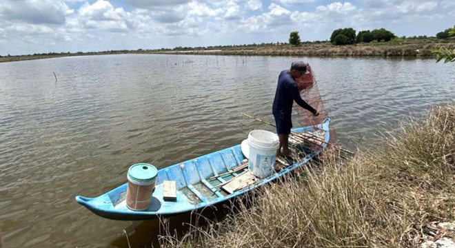 Nắng nóng kéo dài, xâm nhập mặn gia tăng ở Cà Mau