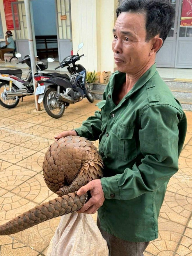 Khi một nông dân trả tê tê Java về với căn nhà thiên nhiên