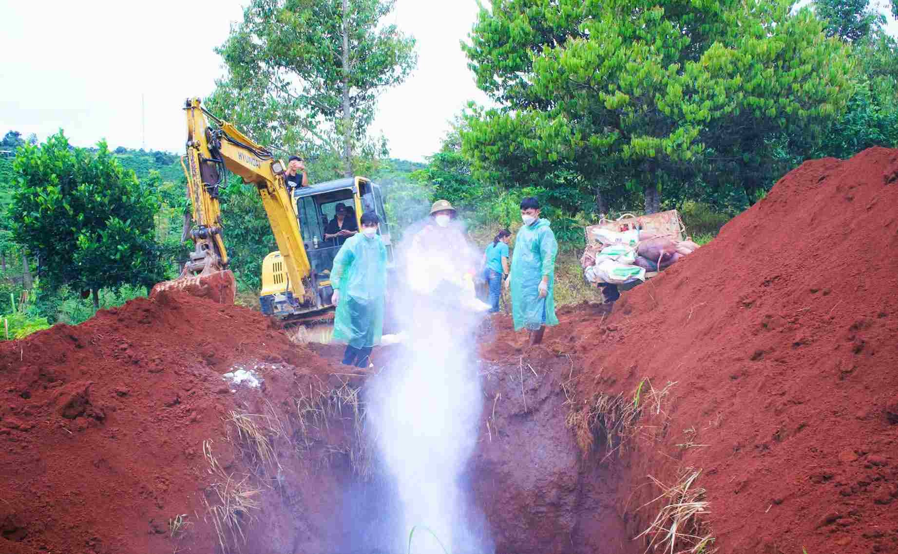 Cơ quan chức năng tiến hành tiêu hủy đàn lợn 40 con bị dịch tả lợn châu Phi tại phường Đông Gia Nghĩa. Ảnh: Hải Đường