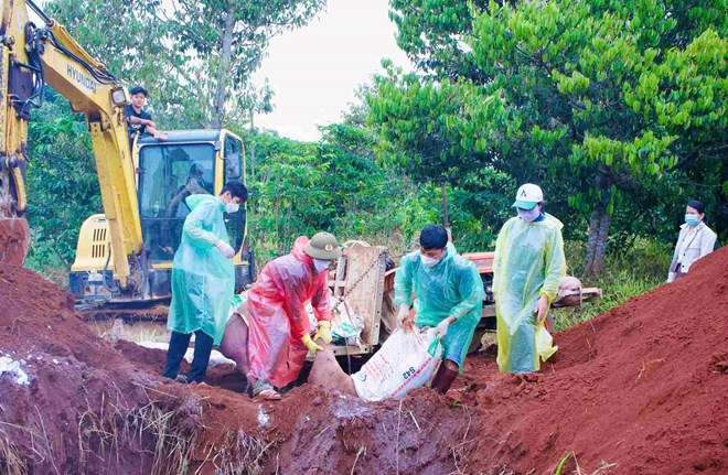 Tiêu hủy đàn lợn 40 con trong ổ dịch tả lợn châu Phi ở Lâm Đồng