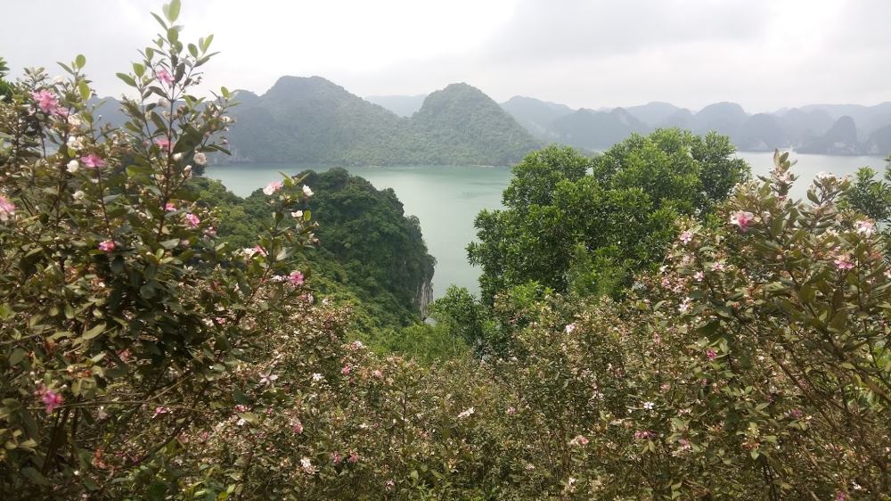 Đảo Soi Sim vào mùa hoa sim nở. Ảnh: Nguyễn Hùng