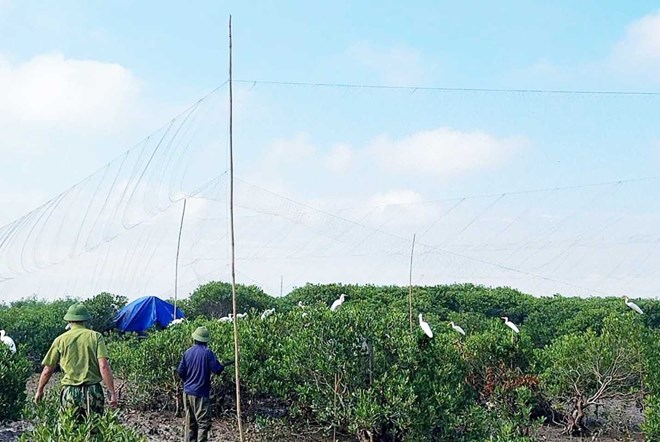 Phá dỡ, tiêu hủy nhiều dụng cụ bẫy bắt chim trời