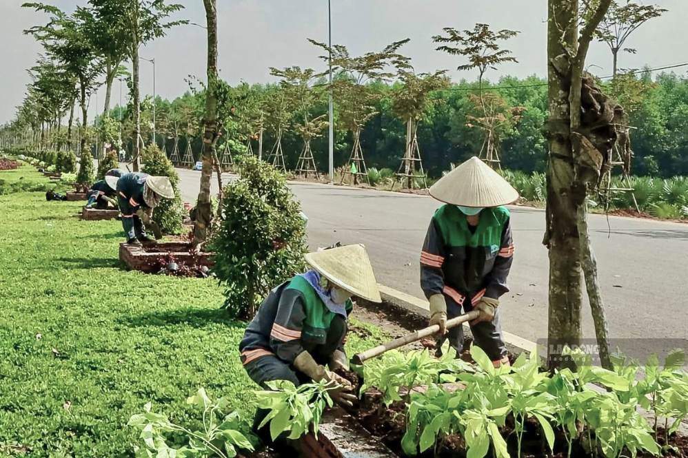 Dọc tuyến, cây xanh, thảm cỏ và hoa được công nhân trồng, chăm sóc, tạo diện mạo khang trang, hiện đại cho một tuyến đường mới.