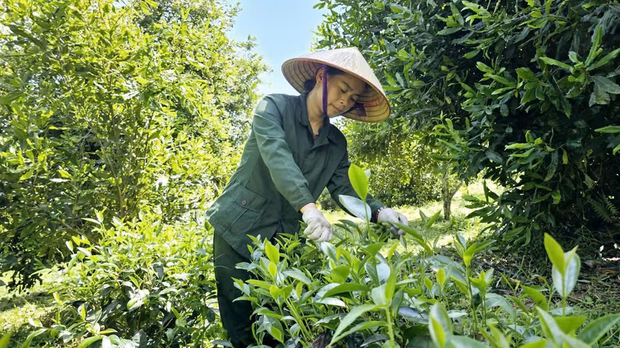 Chị Phạm Thị Thu sử dụng nguồn vốn vay ưu đãi để đầu tư, mở rộng sản xuất. 1788914759582-3798785123140508366-3798785123140508366-f7fcb8dfa9f94032b280e97c138a42d9.jpg