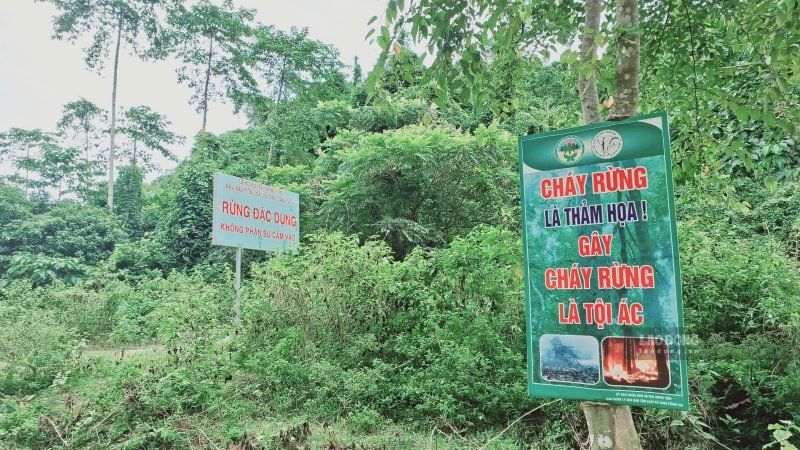 Từ những cánh rừng được quản lý bền vững, Đà Nẵng đang chuẩn bị nền tảng cho tín chỉ carbon. Ảnh: Nguyễn Hoàng