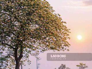 Cây hoa bún tựa mâm xôi khổng lồ giữa đồng lúa ở Hưng Yên