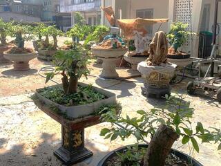 Nguyên nhân xử phạt, tịch thu 42 gốc mai vàng tại đặc khu Côn Đảo