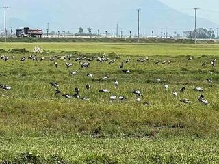 Đàn cò nhạn quý hiếm bỗng xuất hiện trên đồng ruộng ở Hà Tĩnh