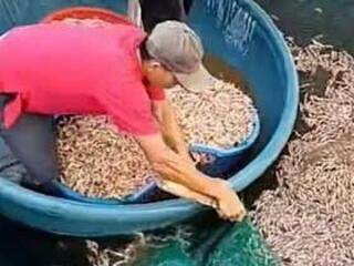 Công an vào cuộc vụ tôm chết hàng loạt ở Quảng Trị