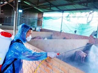 Tiêu hủy đàn lợn 40 con trong ổ dịch tả lợn châu Phi ở Lâm Đồng