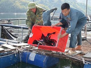 Nuôi cá lồng vùng lòng hồ Sơn La mở sinh kế, tạo việc làm bền vững