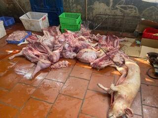 Phát hiện gần 1 tấn thịt lợn nghi nhiễm dịch tả lợn châu Phi ở Hưng Yên