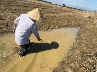 Cá chết hàng loạt sau khi đập dâng sông Trà Khúc xả nước