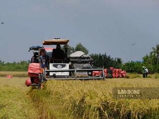 Lao động nông nghiệp khó chuyển nghề dù nhiều việc làm
