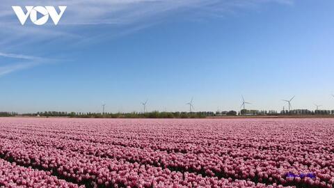 Đẹp ngỡ ngàng những cánh đồng tulip ở Hà Lan
