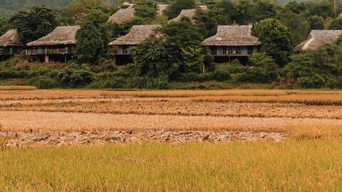 Mai Châu đang là "thiên đường" lúa chín đầu hạ đẹp nhất nhì vùng Tây Bắc, thu hút rất nhiều bạn trẻ đến chụp ảnh