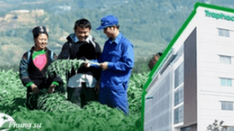 Hành trình xây dựng vùng dược liệu xanh và bước chuyển mình vươn lên vị thế hàng đầu ngành dược của Traphaco