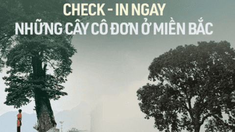 Chẳng cần phải đi đâu xa, ngay miền Bắc cũng những cây "cô đơn" khiến giới trẻ mê mẩn