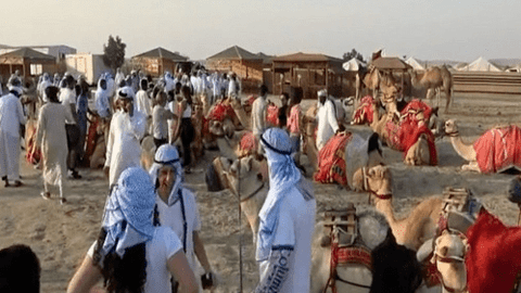 Lạc đà Qatar "tăng ca" phục vụ du khách