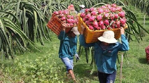 Cảnh báo giả mạo Giấy chứng nhận đăng ký xuất khẩu hàng hóa vào Trung Quốc
