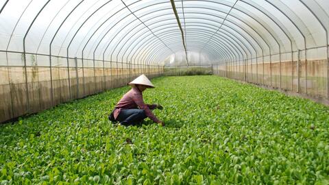 Hà Nội: Phát triển nông nghiệp xanh gắn với du lịch sinh thái trải nghiệm