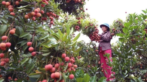 Nửa triệu đồng cho tour du lịch hái vải đêm tại Bắc Giang