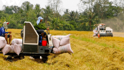 Cơ hội xuất khẩu gạo và những cảnh báo cần thiết cho doanh nghiệp Việt Nam