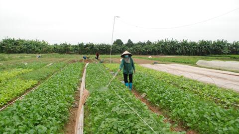 Đẩy mạnh các mô hình nông nghiệp liên kết theo hướng sản xuất hàng hóa