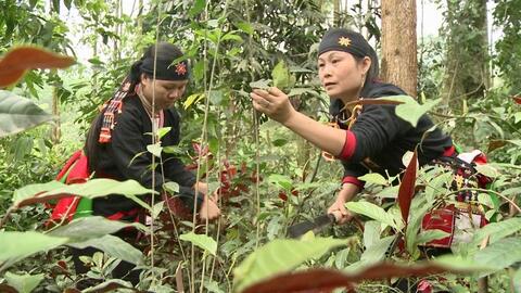 Ba Vì nỗ lực bảo tồn, phát triển nghề thuốc Nam